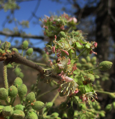 Dombeya rotundifolia