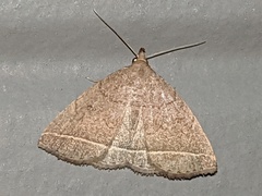 Zanclognatha marcidilinea