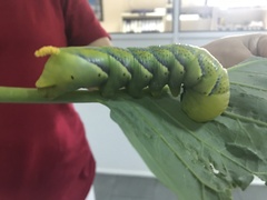 Acherontia atropos