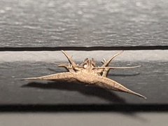 Zanclognatha marcidilinea