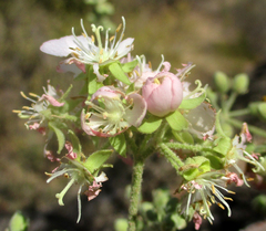 Dombeya rotundifolia