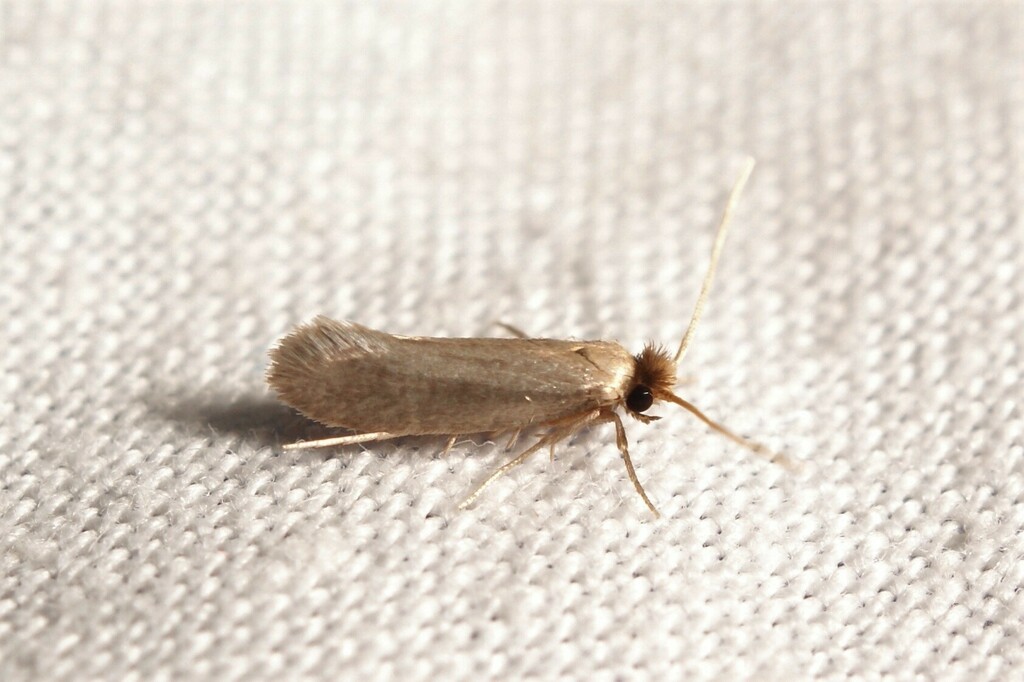 Crassicornella crassicornella