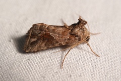 Ctenoplusia accentifera