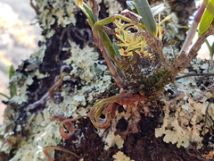 Epidendrum lignosum