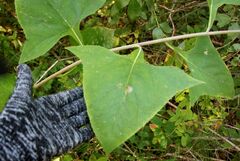 Parasenecio hastatus