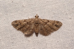 Gymnoscelis rufifasciata