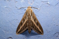 Hyles livornica