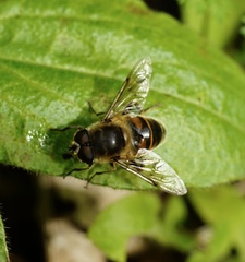 Eristalis tenax