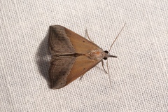 Hypena lividalis