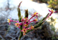 Struthiola ciliata