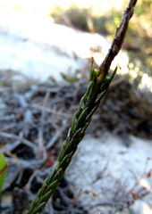 Struthiola ciliata