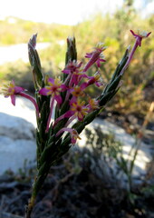 Struthiola ciliata