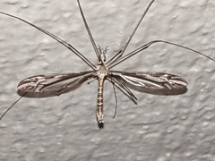 Tipula furca
