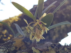 Epidendrum lignosum