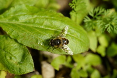 Eristalis tenax