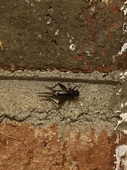 Eunemobius carolinus