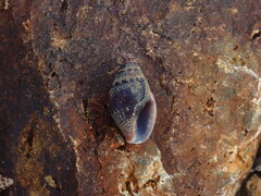 Pardalinops testudinaria