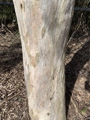 Eucalyptus tereticornis