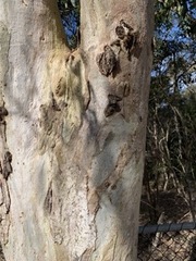 Eucalyptus tereticornis