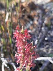 Struthiola ciliata