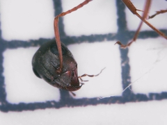 Formica cunicularia