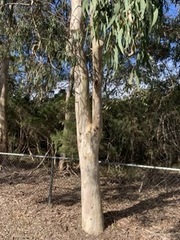 Eucalyptus tereticornis