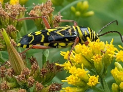 Megacyllene robiniae