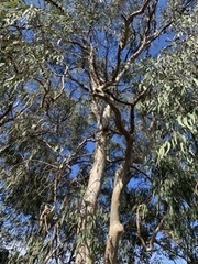 Eucalyptus tereticornis