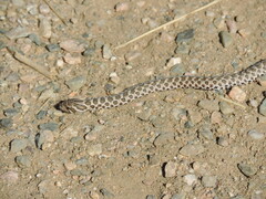 Heterodon nasicus