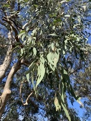 Eucalyptus tereticornis