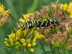 Megacyllene robiniae