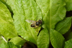 Eristalis tenax