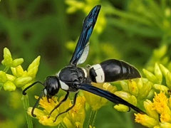 Monobia quadridens