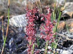Struthiola ciliata