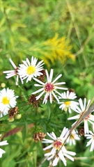 Symphyotrichum