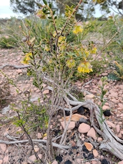 Pimelea suaveolens