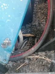 Psammophis crucifer