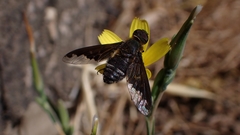 Hemipenthes velutina