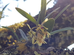 Epidendrum lignosum