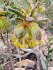 Pimelea suaveolens