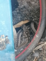 Psammophis crucifer