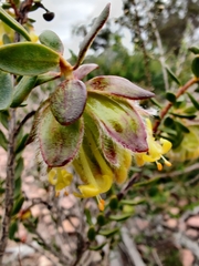 Pimelea suaveolens