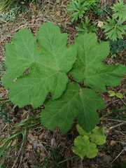 Heracleum