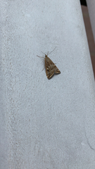 Loxostege sticticalis