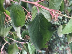 Cornus sanguinea