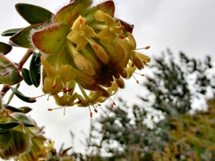 Pimelea suaveolens