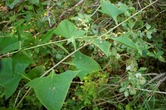 Parasenecio hastatus