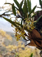 Epidendrum lignosum