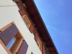 Delichon