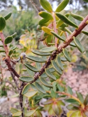 Pimelea suaveolens